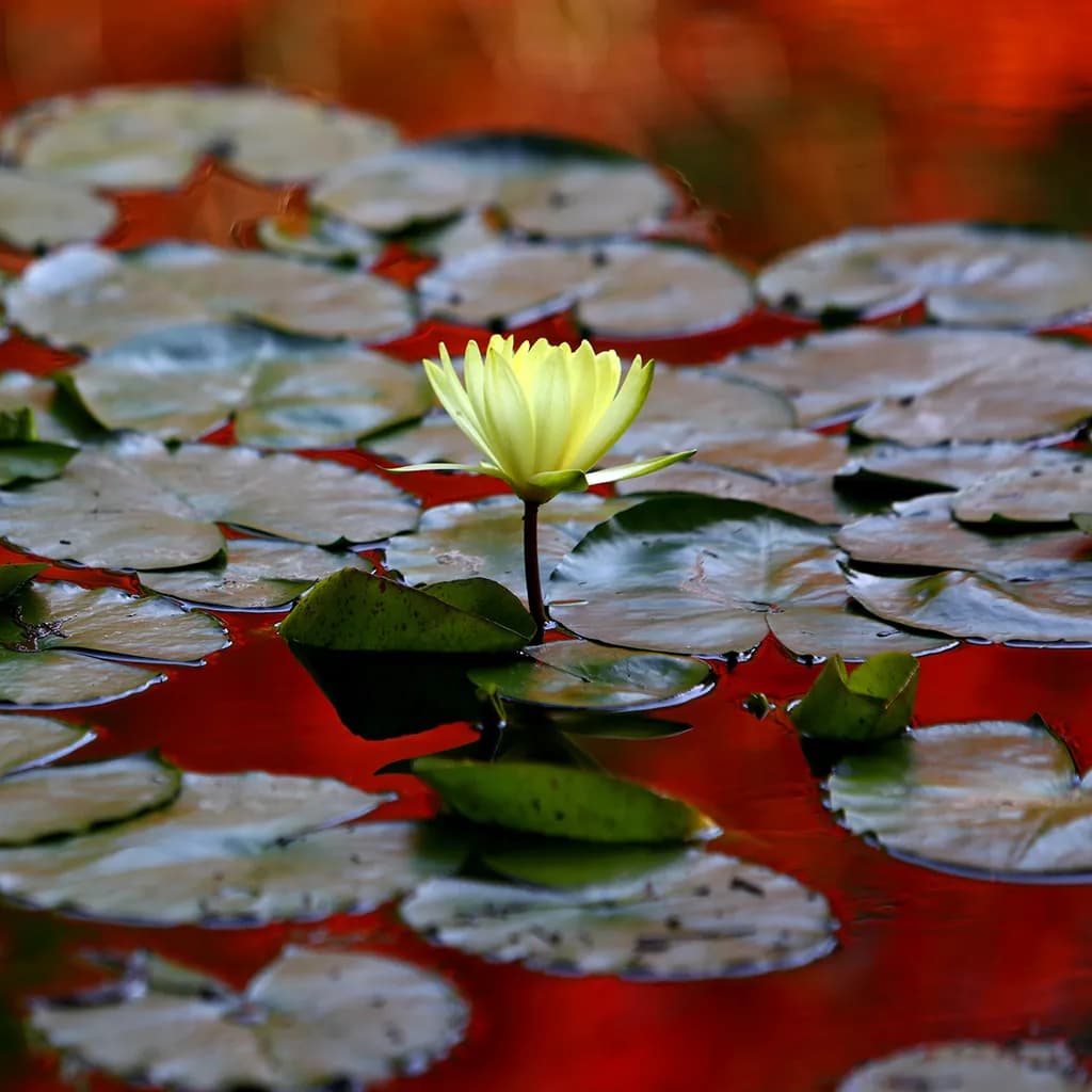 Serenity in Bloom: A Water Lily's Reflection Amidst Tranquil Waters