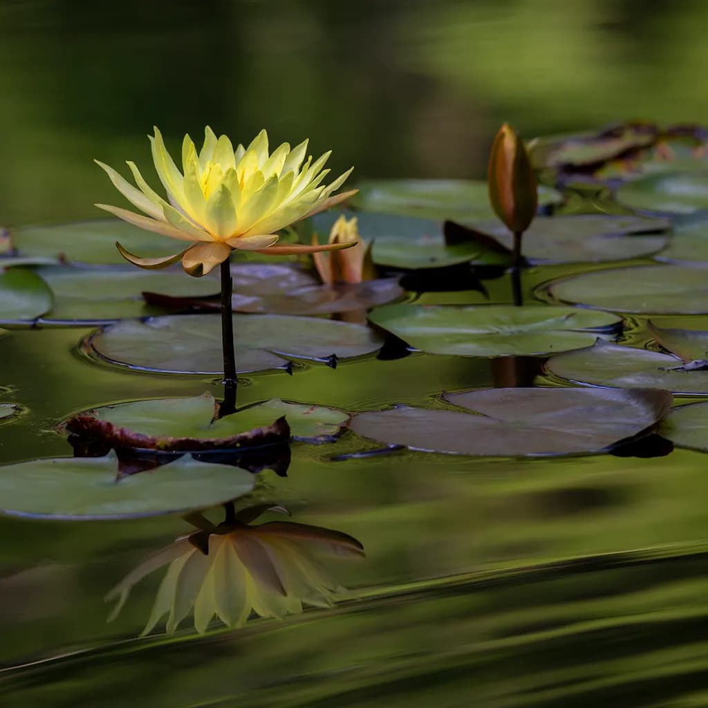 Lily Reflection