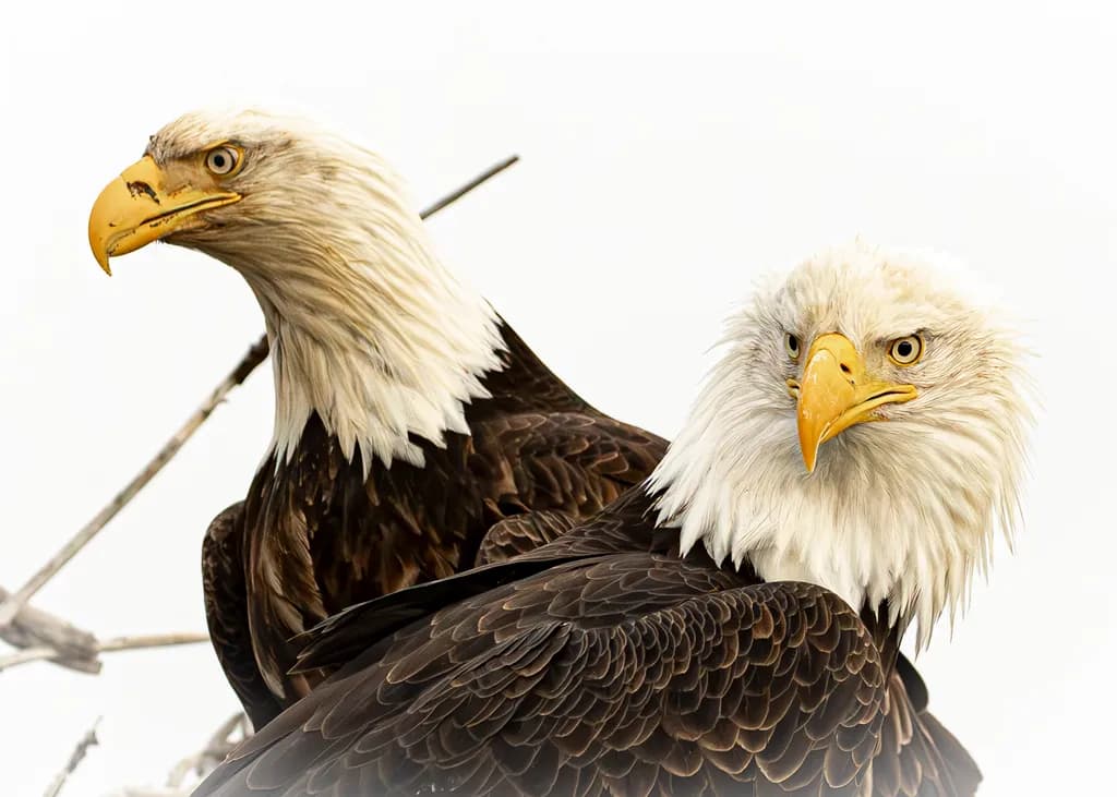 Eagle Duo