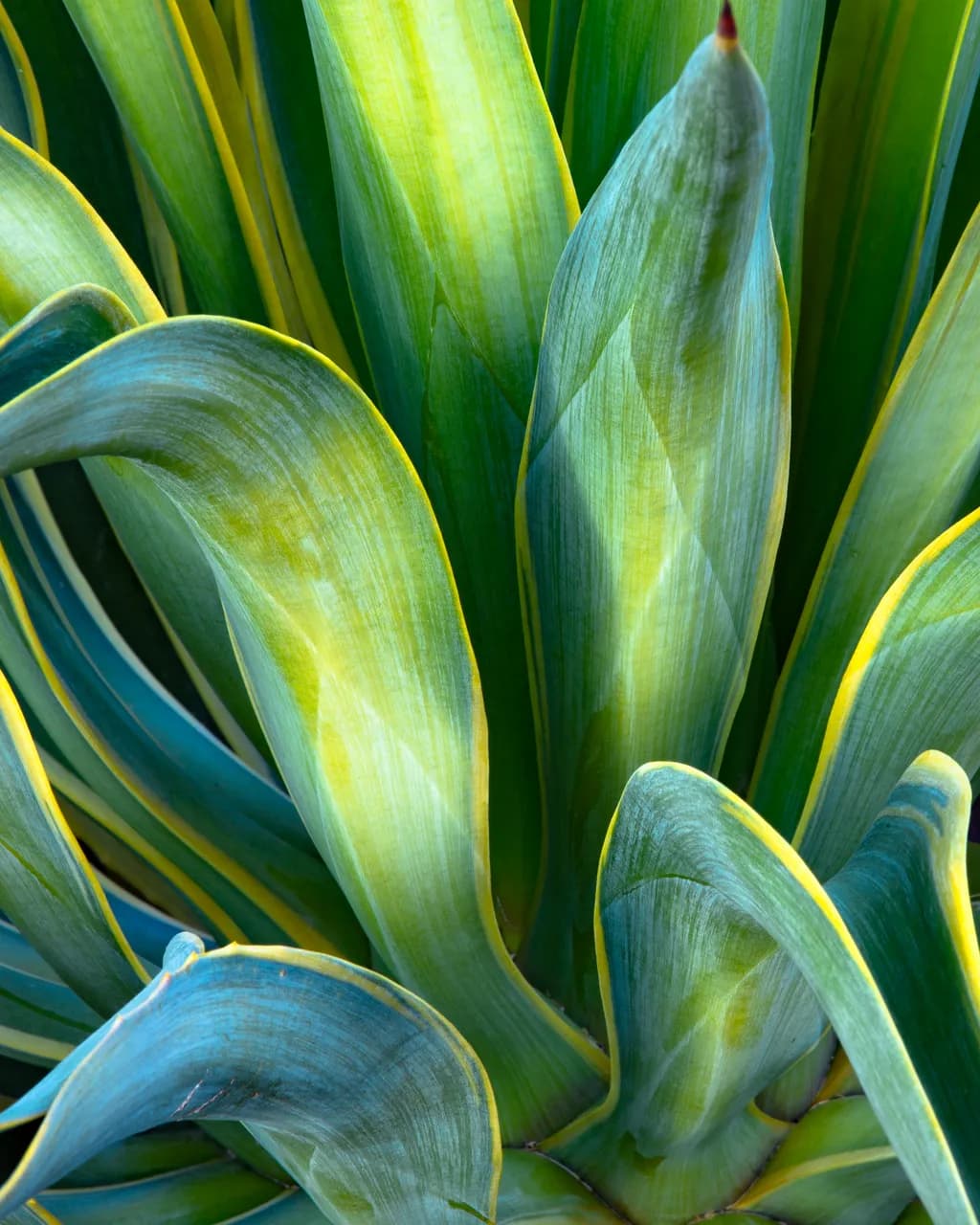 Agave Elegance