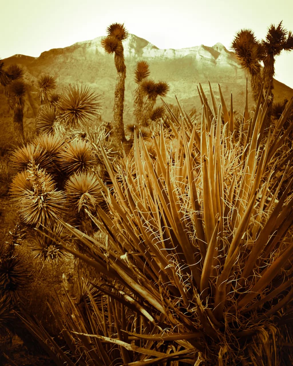 Yucca and Joshua