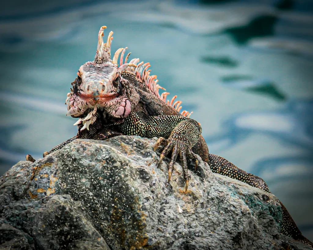 Iguana Majesty