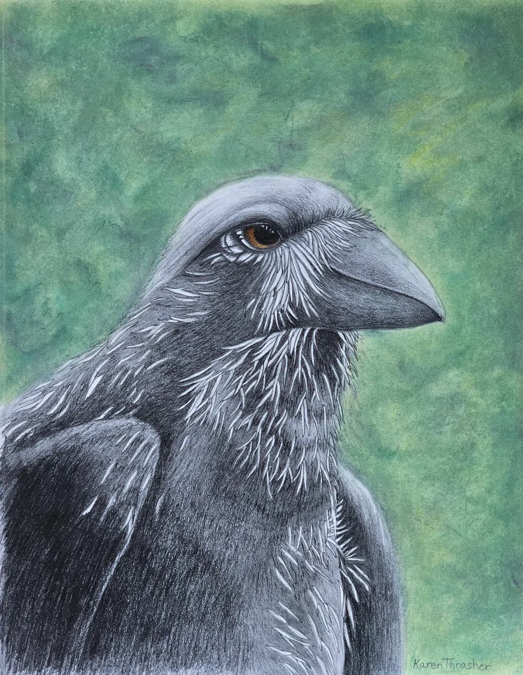Observant Raven
