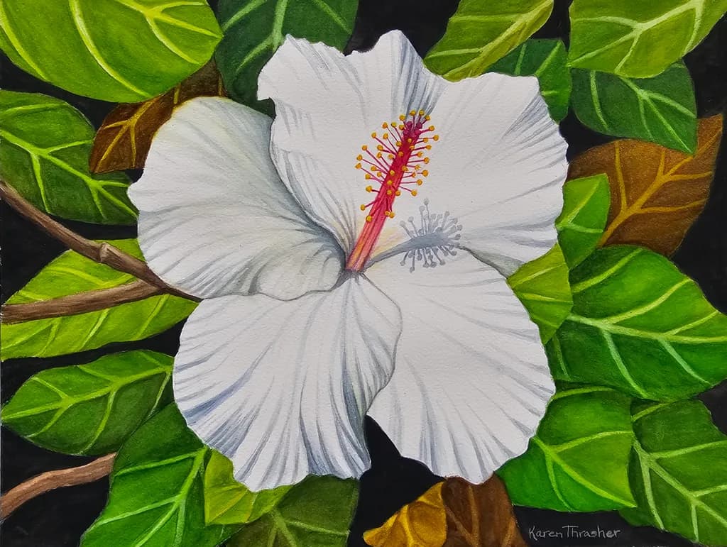 White Hibiscus Bloom