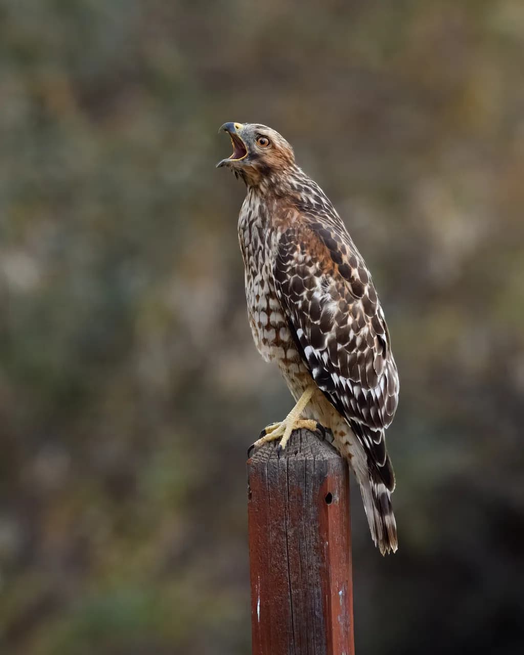 Majestic Call of the Red-tailed Hawk: A Moment in Nature's Symphony