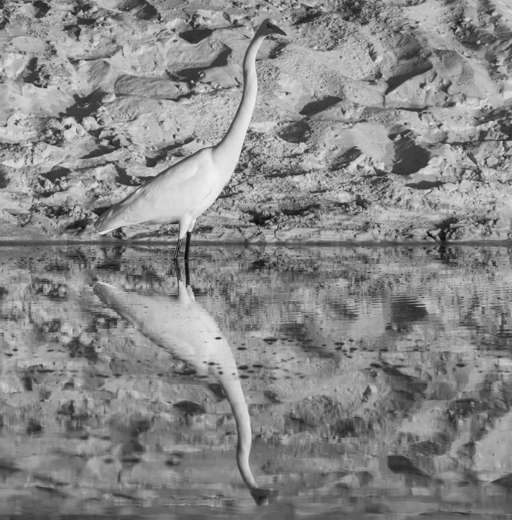 Monochrome Egret Reflection