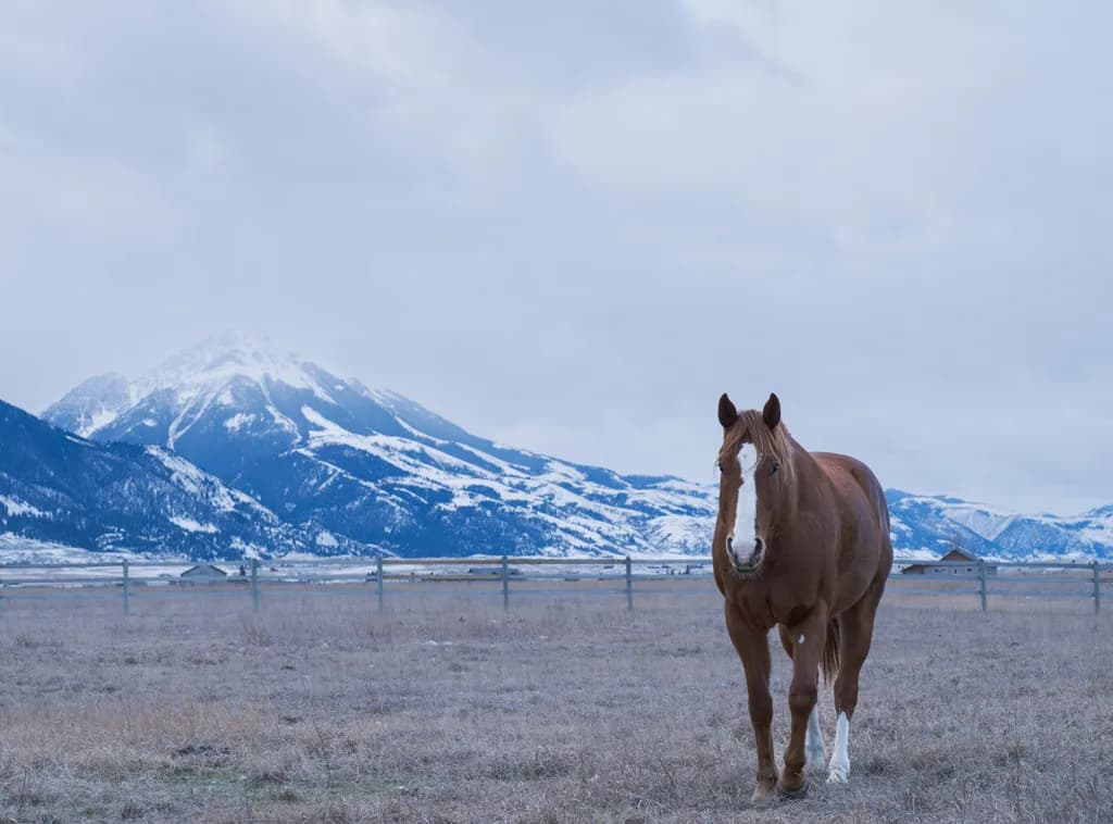 Horse 29 - Montana Vista