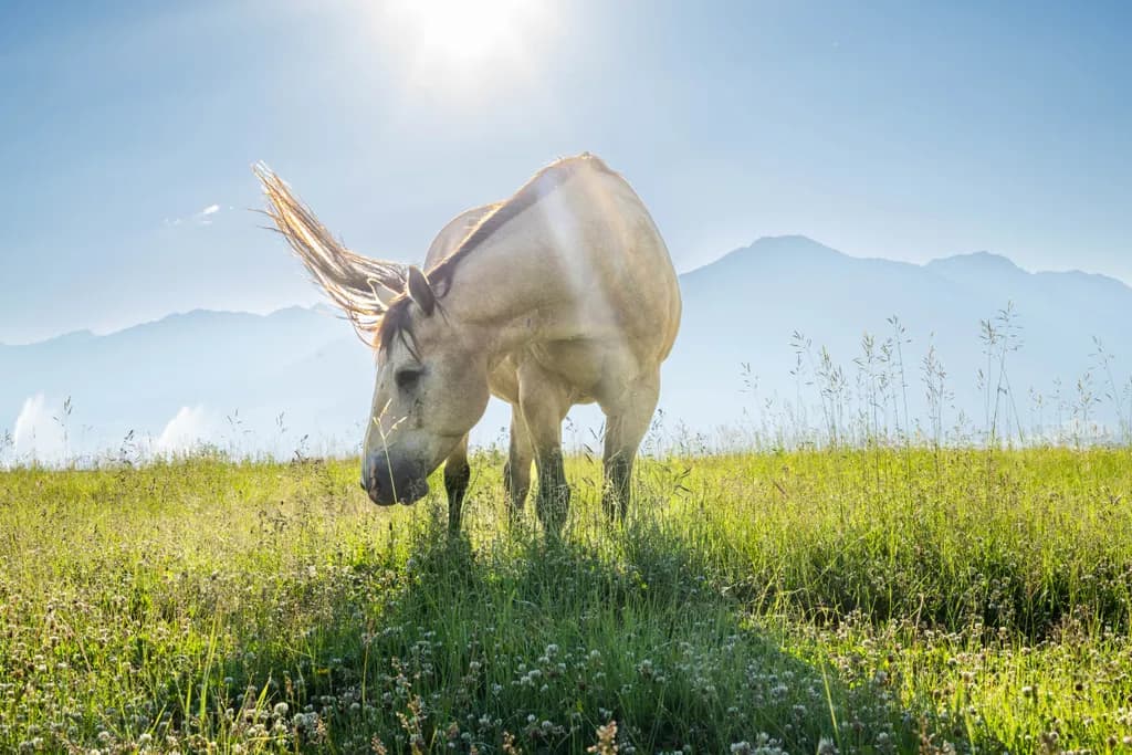 Sunlit Horse
