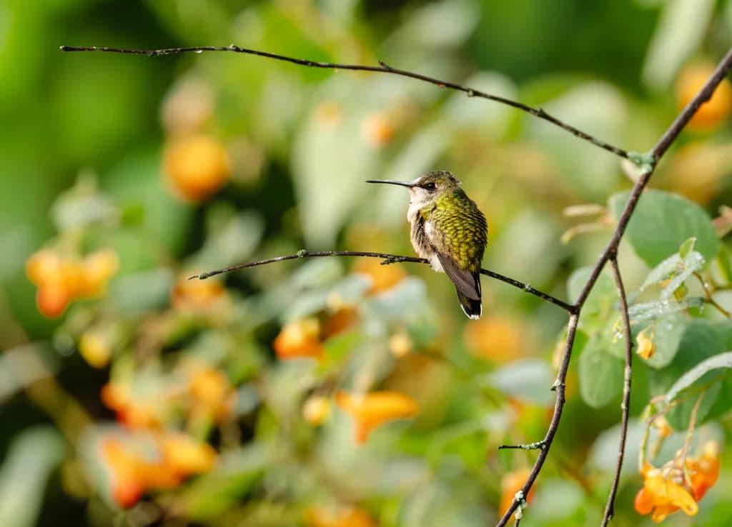 Hummingbird Perch