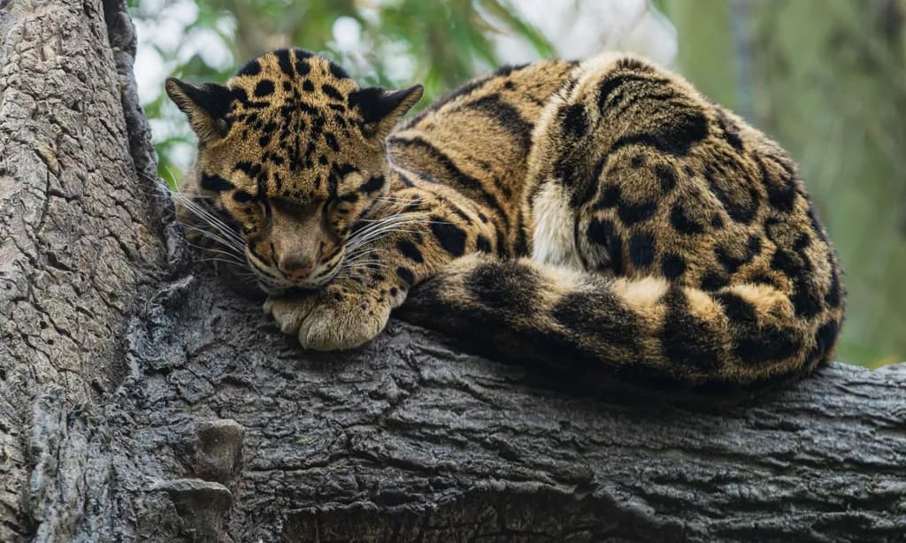 Clouded Leopard Rest