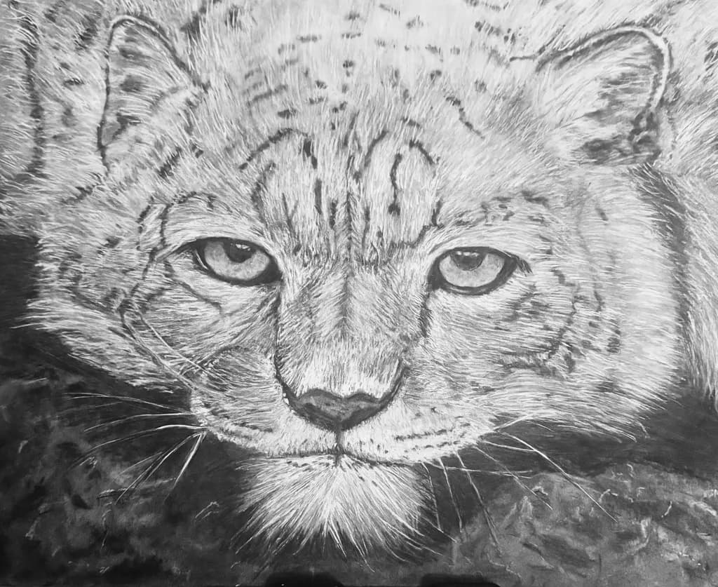 Whispers of the Wild: A Captivating Portrait of a Snow Leopard's Gaze