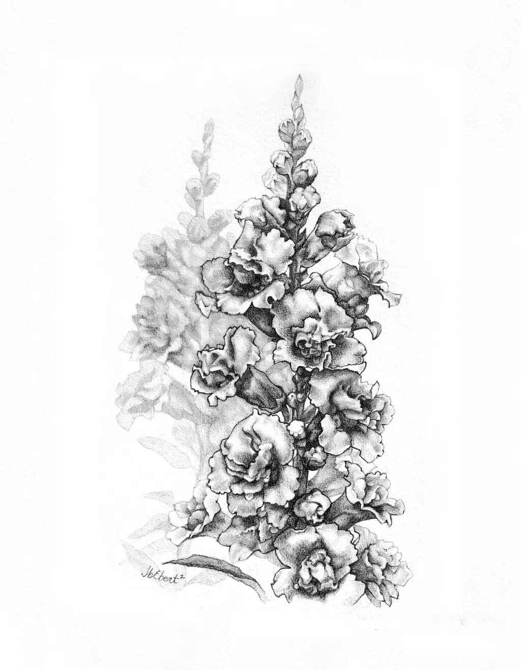 “Butterfly Snapdragons” The Story of Metamorphosis