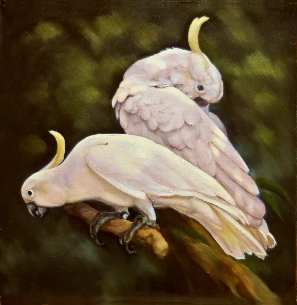 “Two Cockatoos” A Stylish Pair of Sulphur Crested Birds