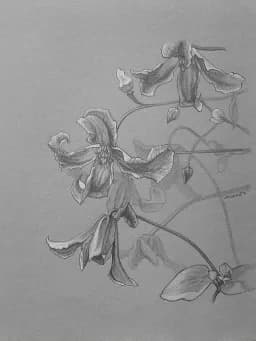 Orchid Grace