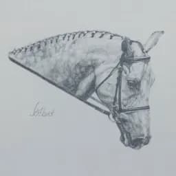 “Show Horse” All Decked Out