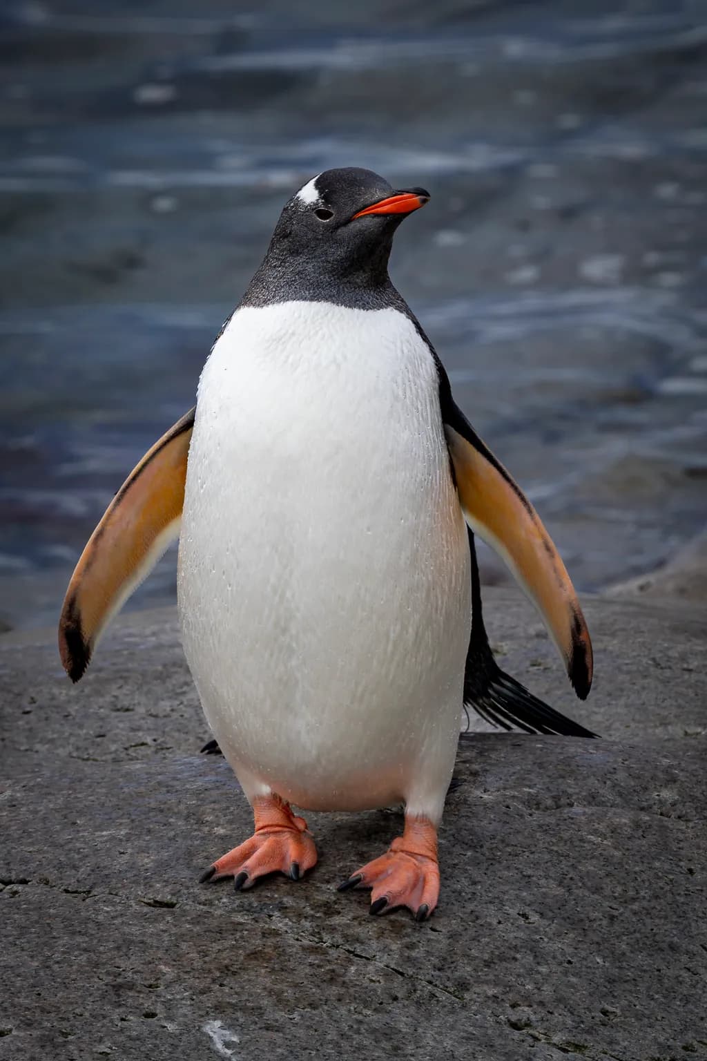 E. Gentoo Penguin Posing