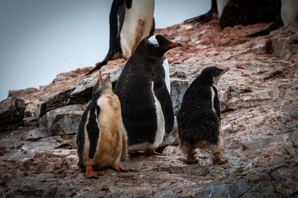 D. Gentoo Penguin Growing Chicks