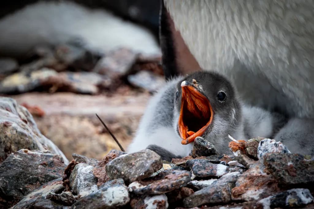 C. Gentoo Penguin Chick Saying Ahh