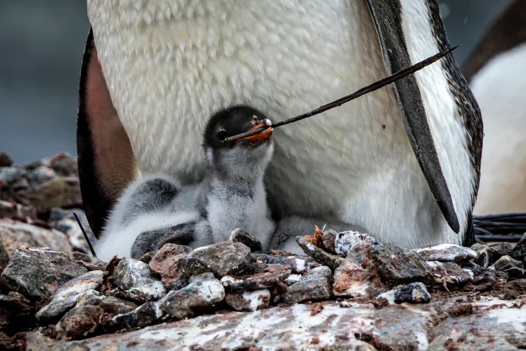 B. Gentoo Penguin Chick with Stick