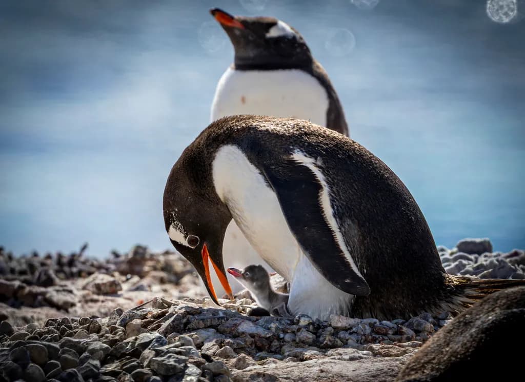 Gentoo Penguin Mom and Chick