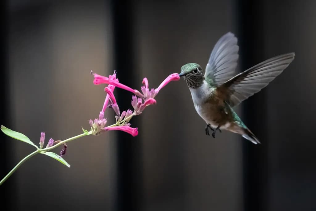 63. Broad Tailed Hummingbird Backyard Colorado Feeding on Firecracker Fern Wings Up