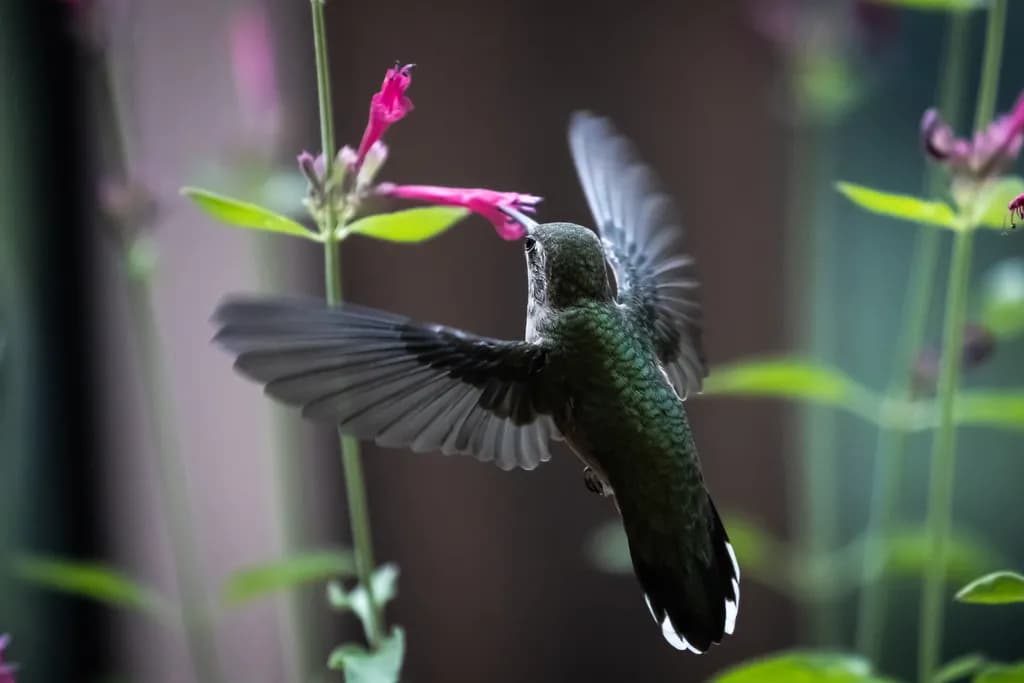 1.	Broad Tailed Hummingbird, Feeding on Firecracker Fern in my Backyard in Colorado from back