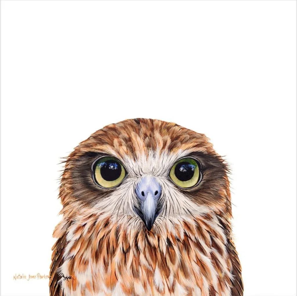 Boobook Owl