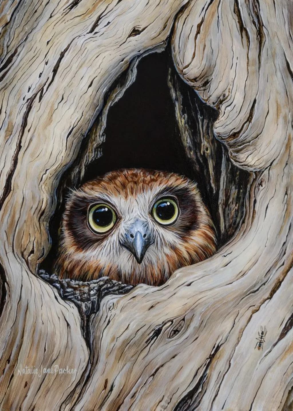 Peek-a-Boobook