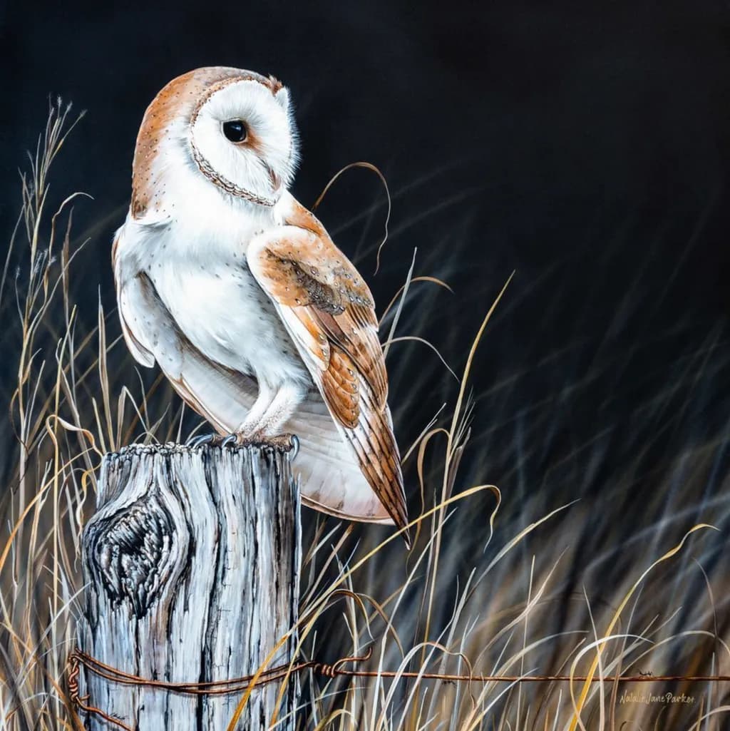 The Night Observer