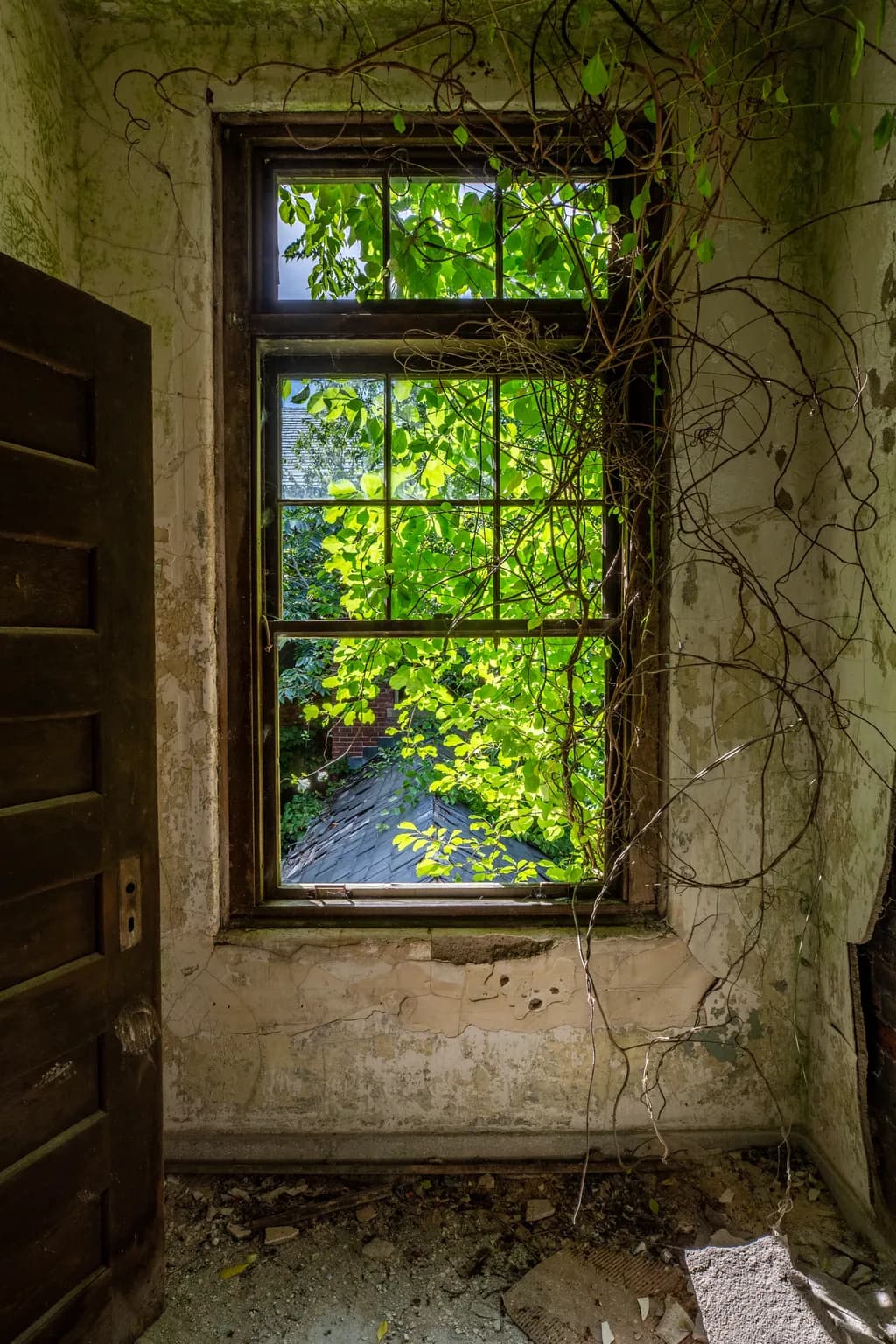 Whispers of Nature: A Forgotten Window Framed by Time and Vines