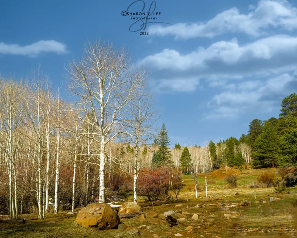 Budding Aspens