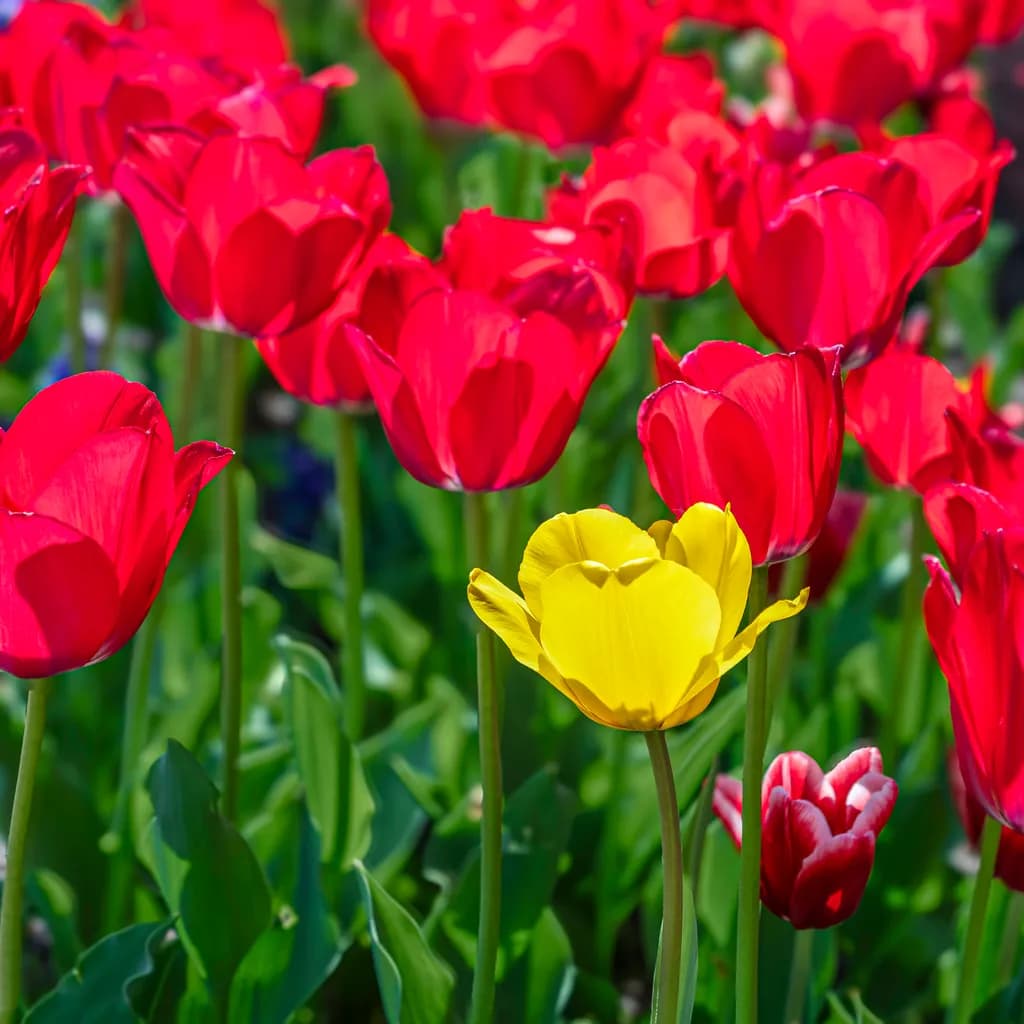 Alone in a Sea of Red