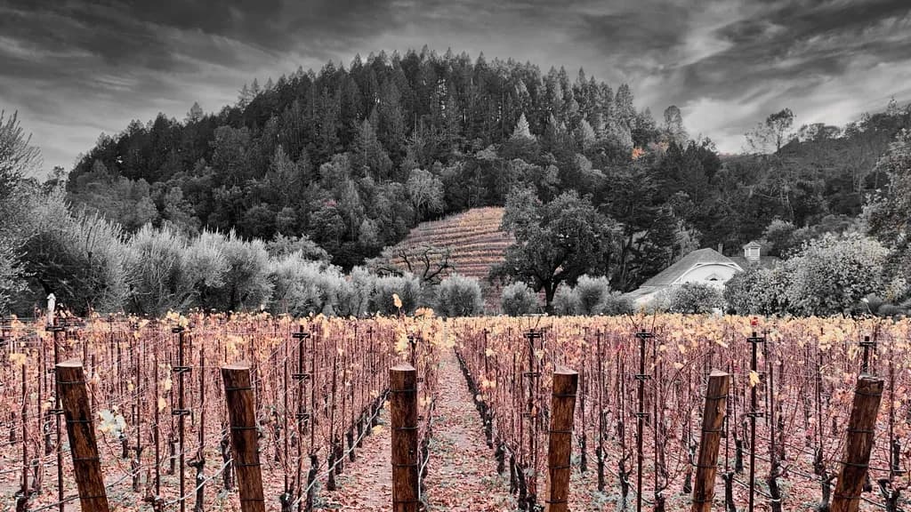 Winter in Napa