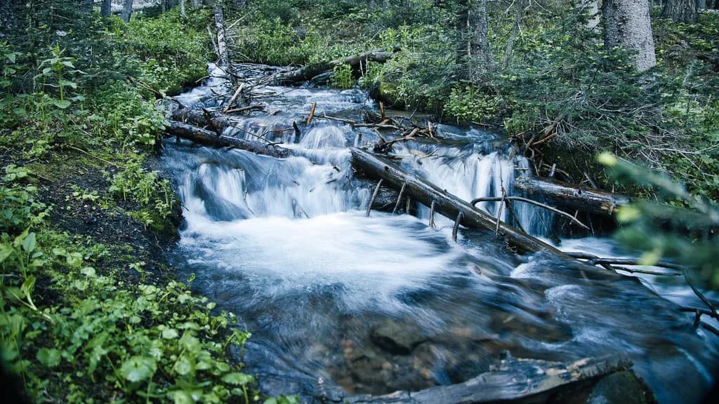 Creek Flow