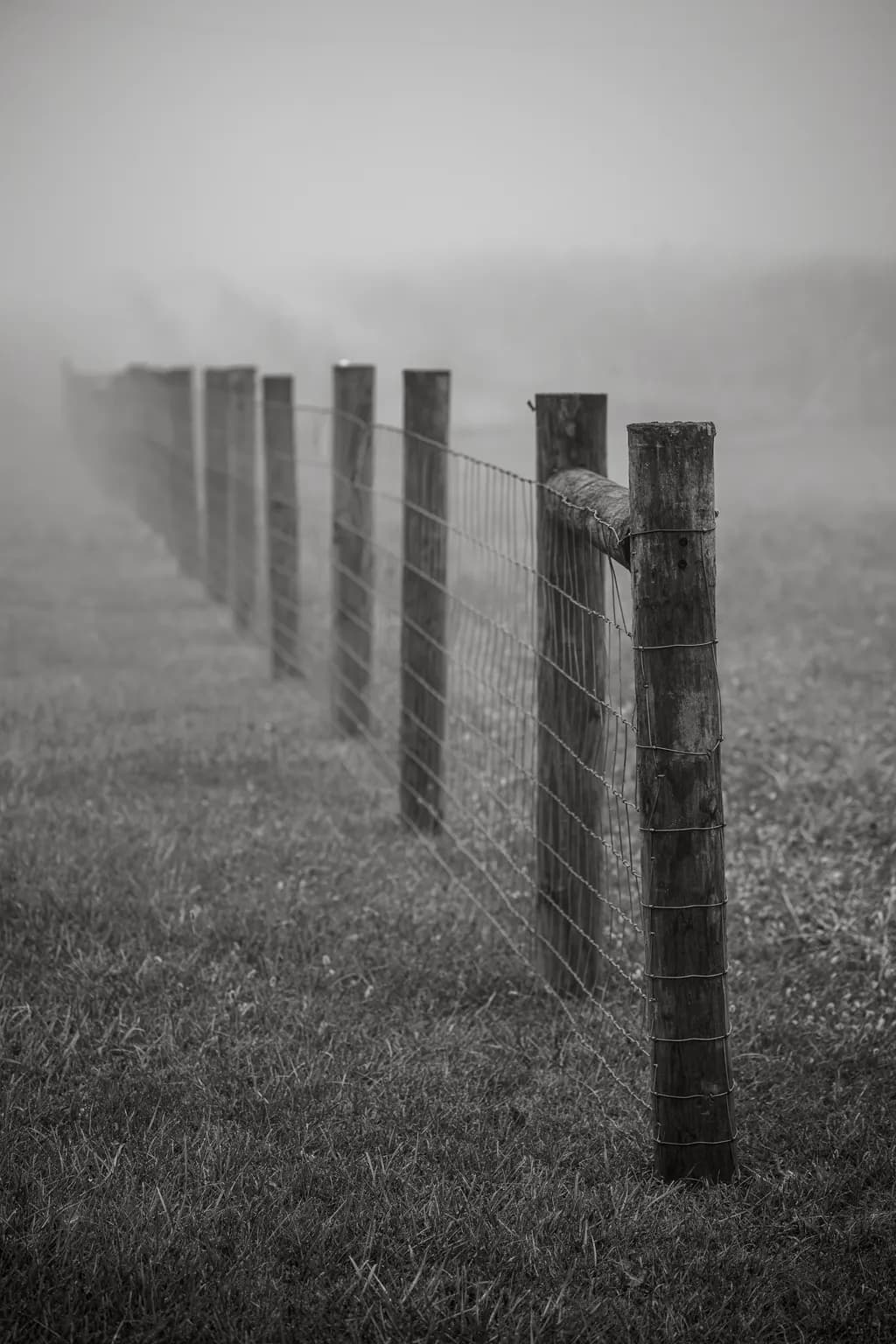 Whispers of the Mist: A Monochrome Landscape of Fences and Grass