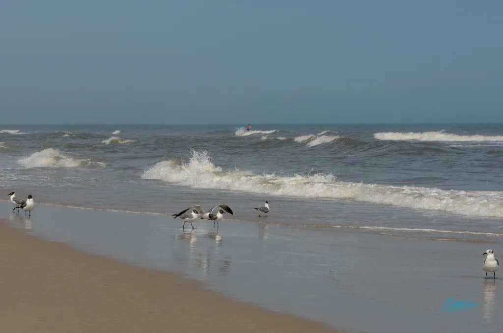 Seaside Birds Encounter