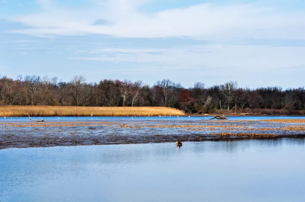 Spring Marshlands Scene