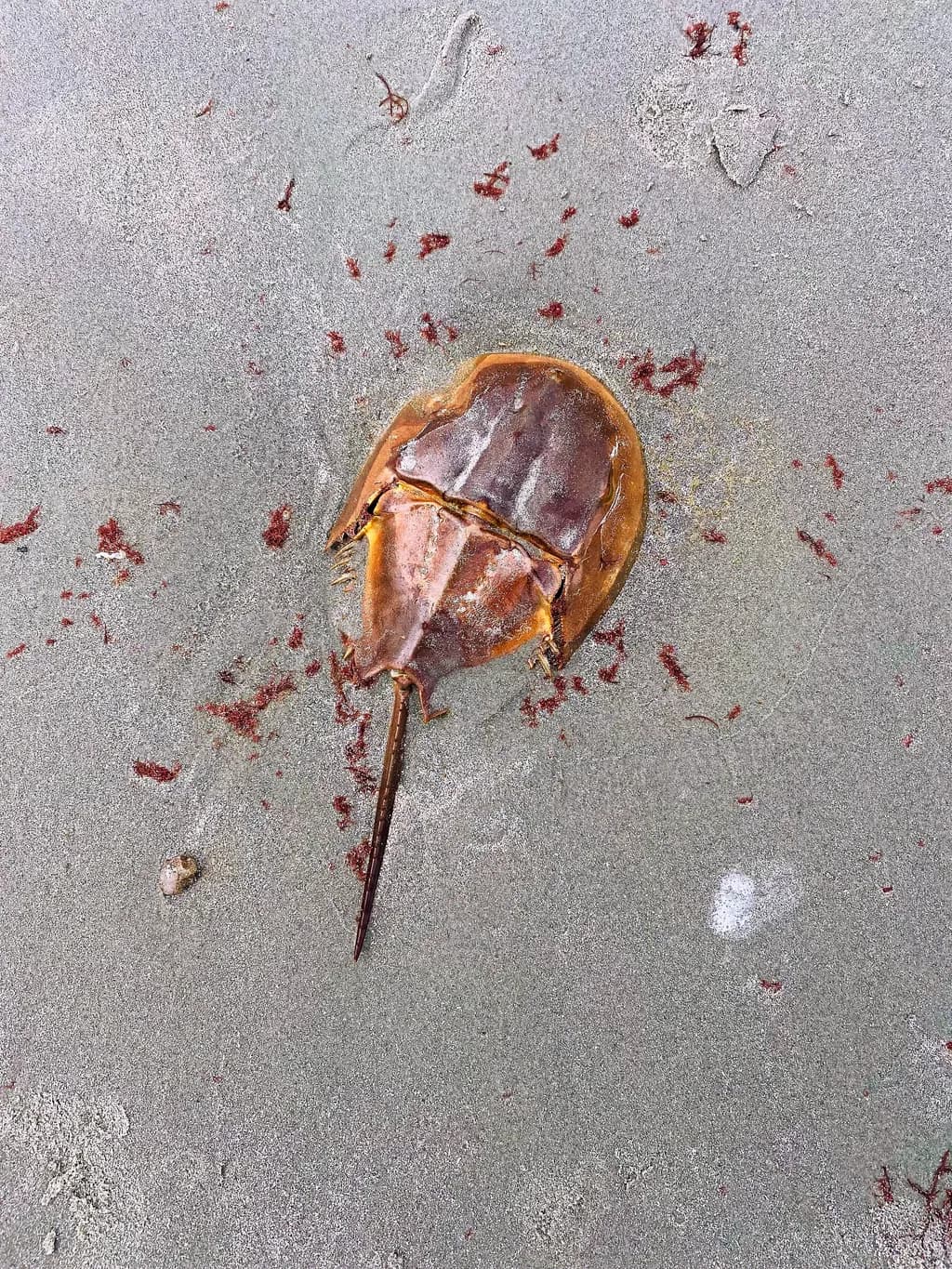 Ethereal Encounter: A Horseshoe Crab's Journey on the Shoreline