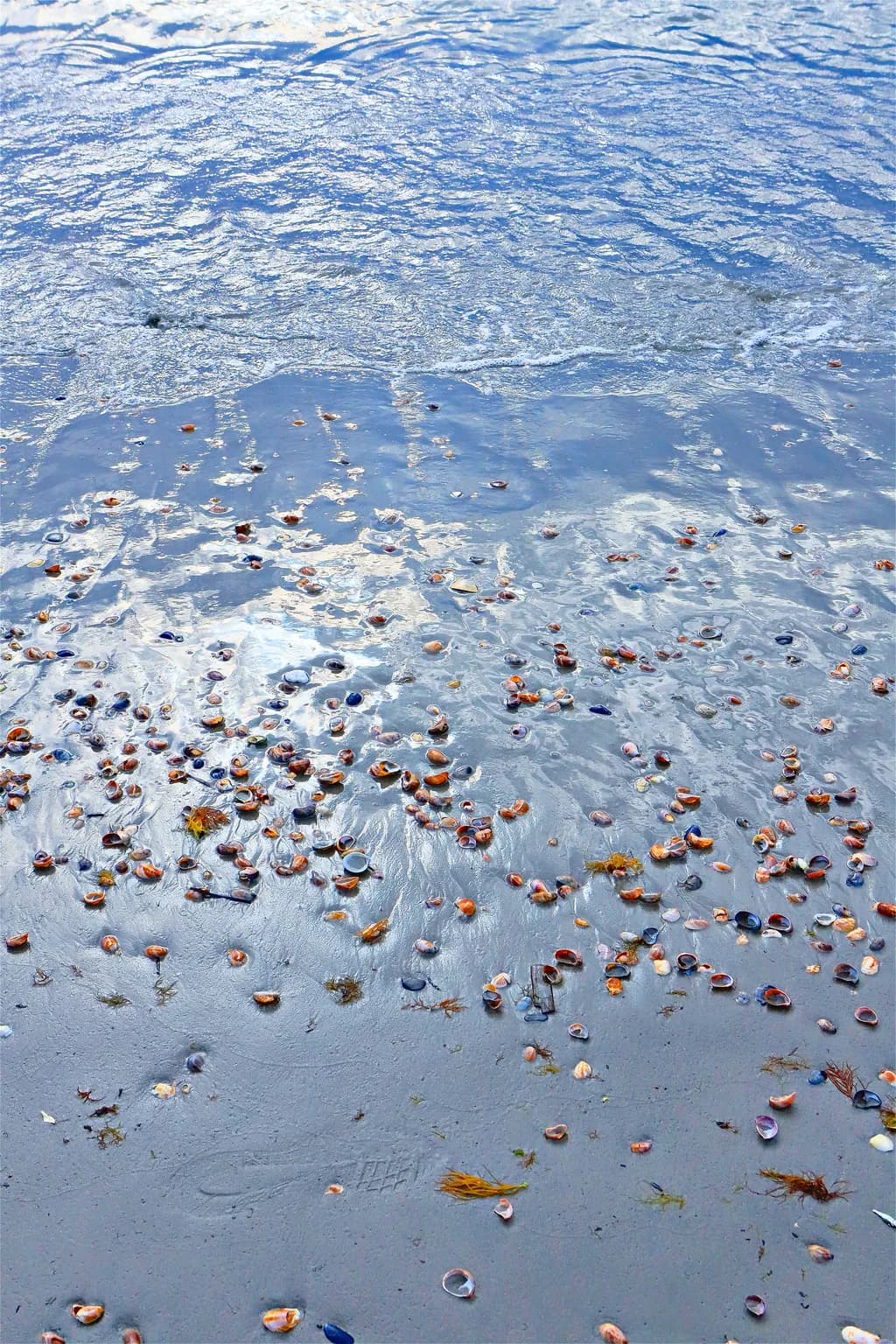 Whispers of the Shore: A Dance of Shells and Waves