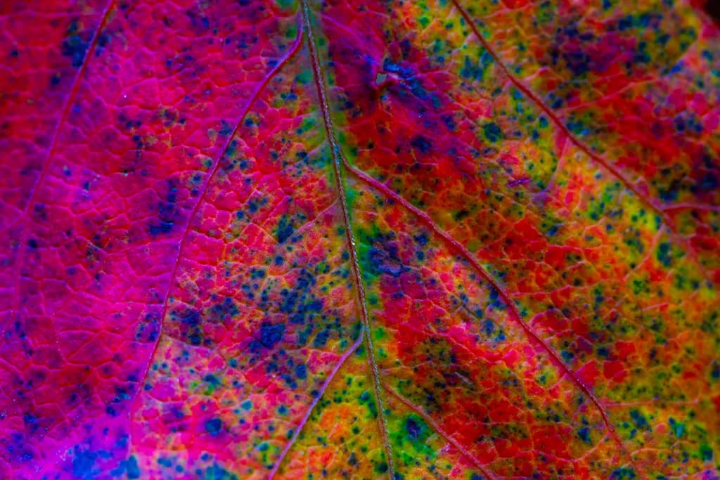 Autumn Spectrum