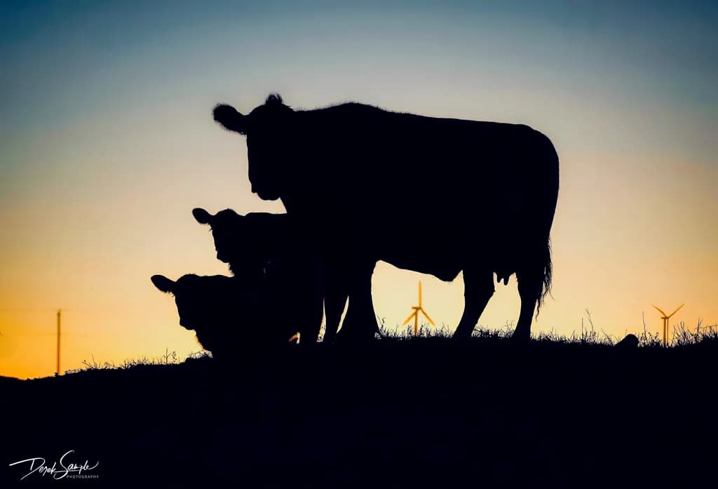 Silhouettes of Serenity: Cattle at Dusk with Wind Turbines in the Background