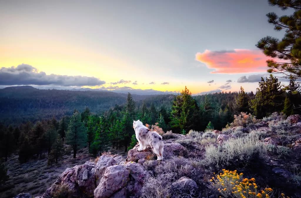 Sunset Serenity: A Dog's View of the Sierra Landscape