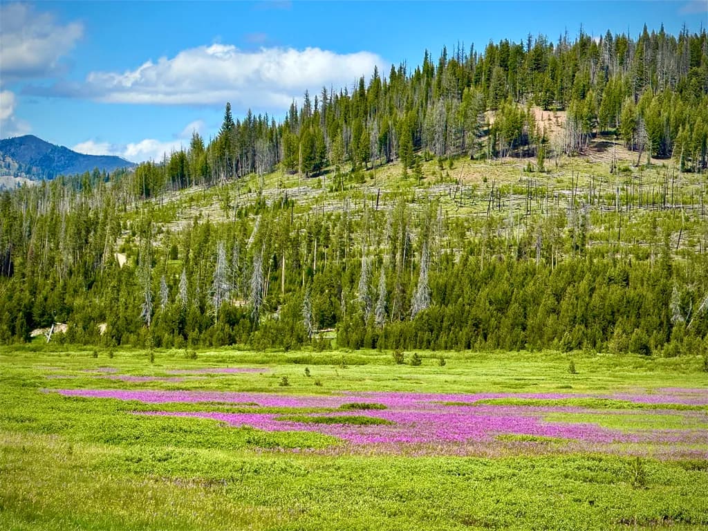 Wildflower Meadow
