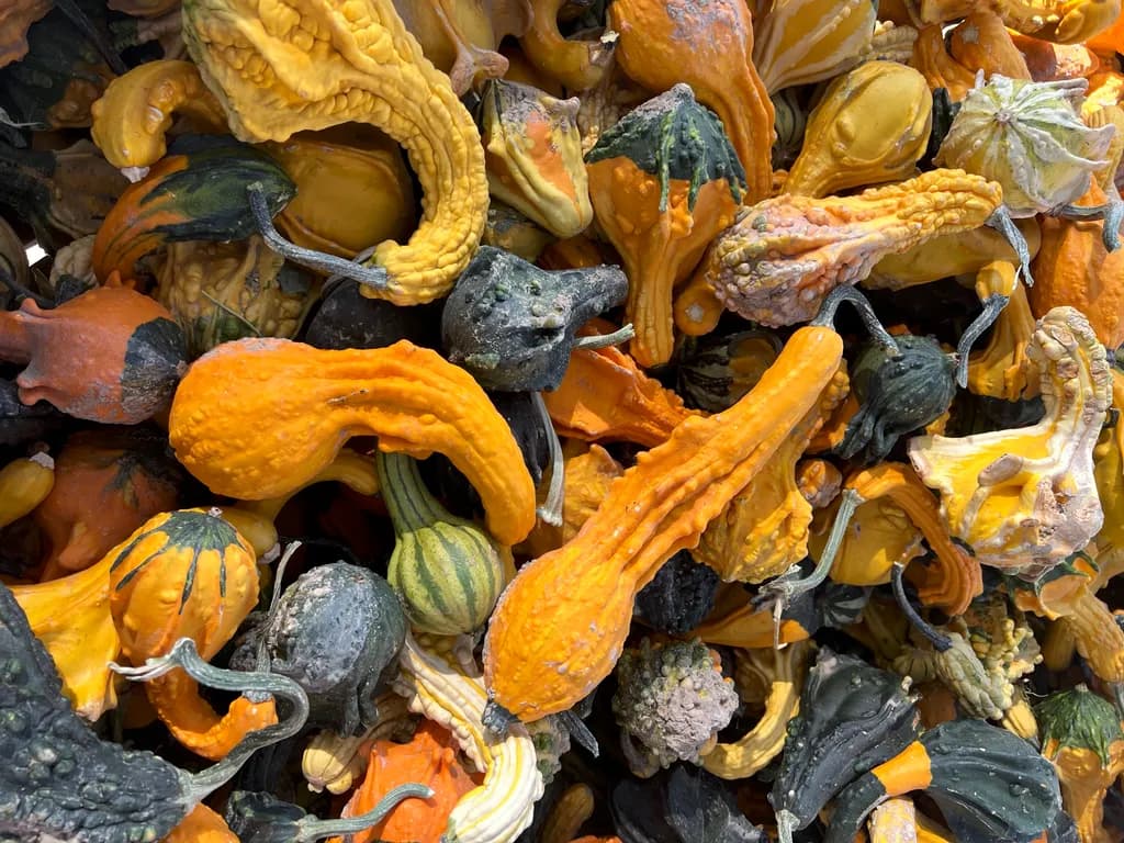 Gourd Harvest