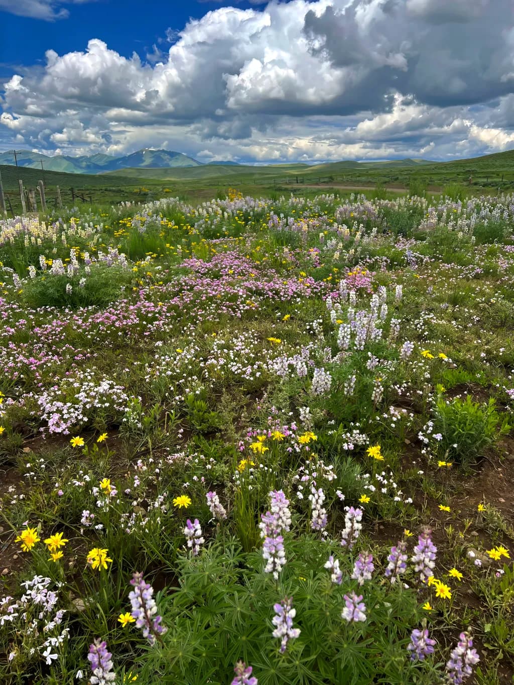 Wildflower Meadow