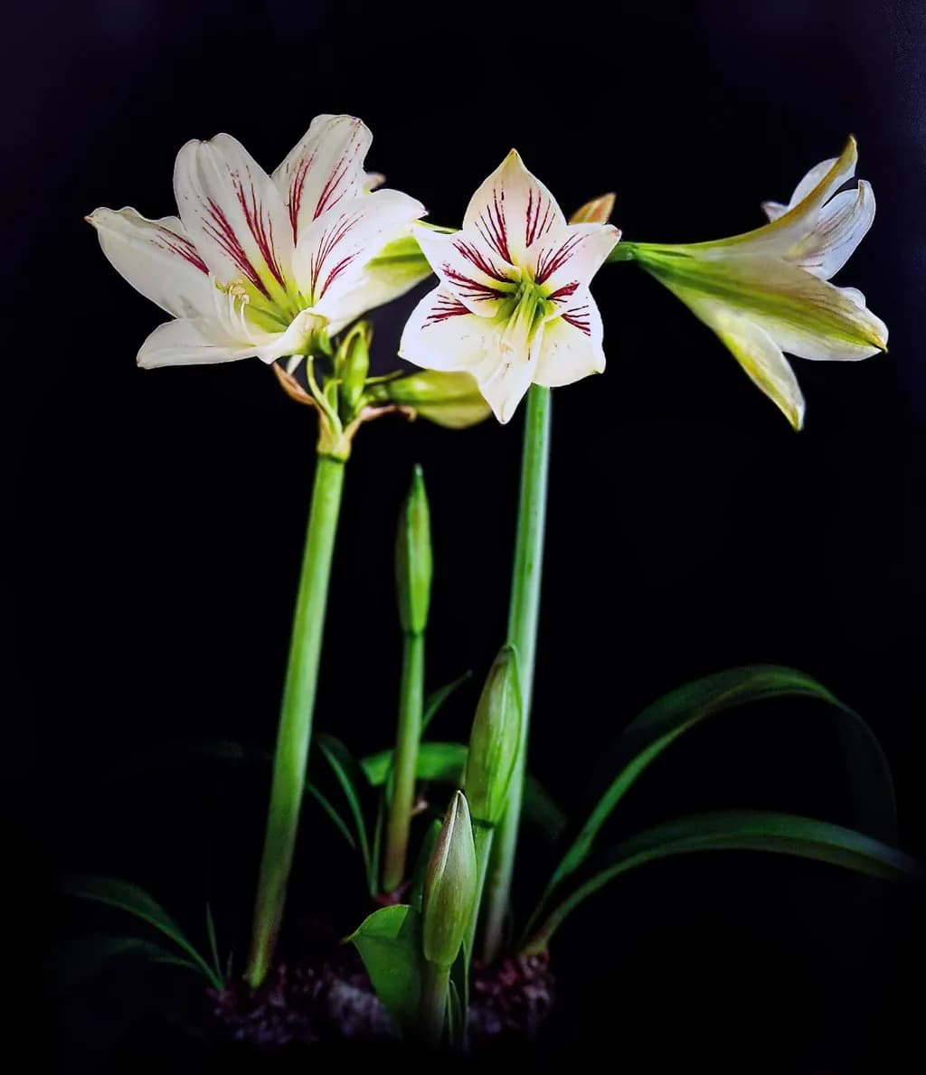 Amaryllis Bloom