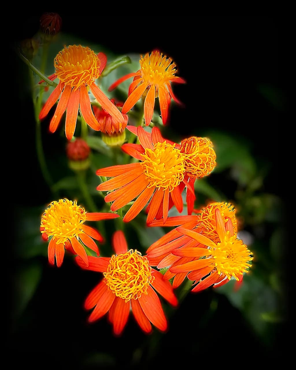 Mexican Flame