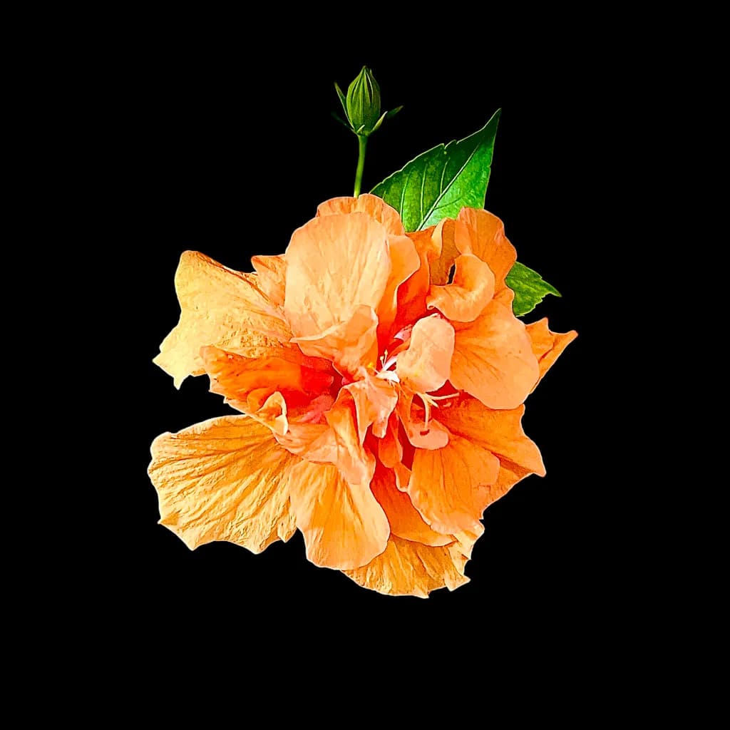 Orange Hibiscus Bloom