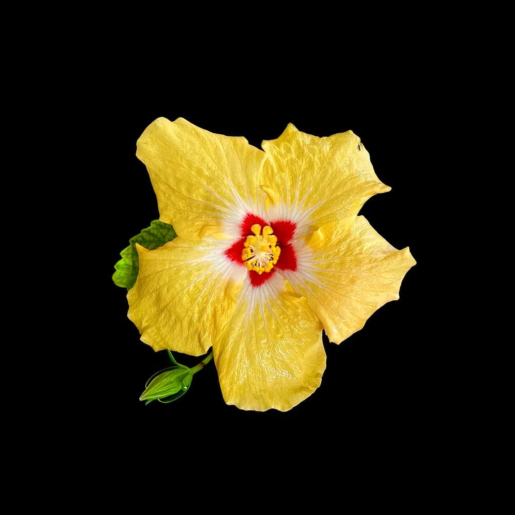 Yellow Hibiscus Bloom