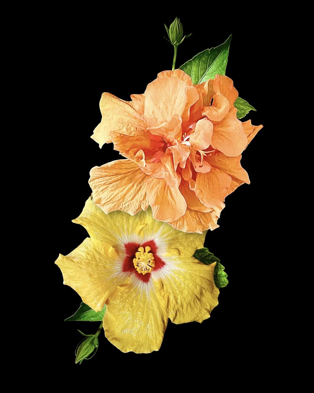 Two Hibiscus Blooms
